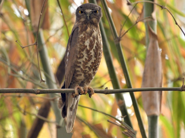 Wings of the Wild - Birds at Katarniaghat Image